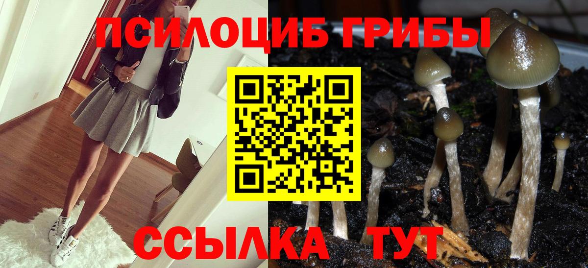 Псилоцибиновые грибы Psilocybine cubensis  Вход с VPN  Советск 